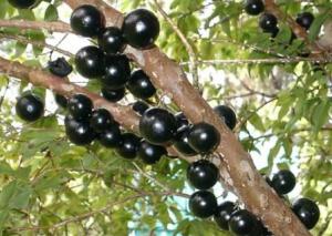 Jabuticaba, é coisa nossa